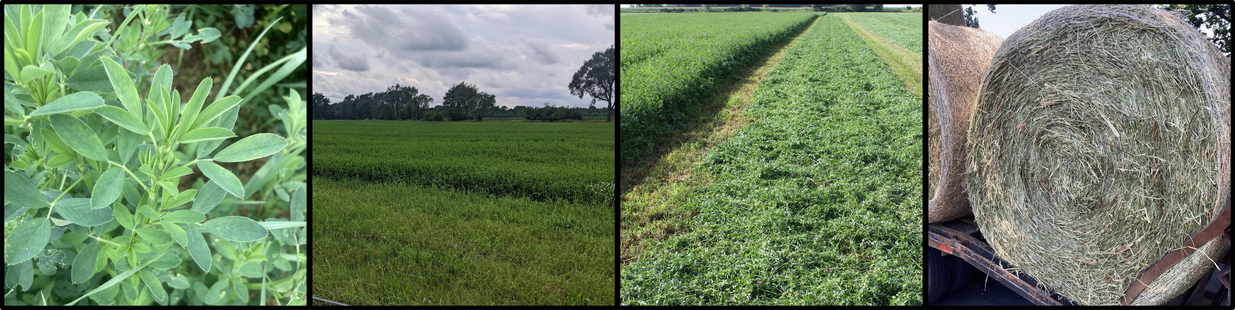 Different examples of alfalfa.